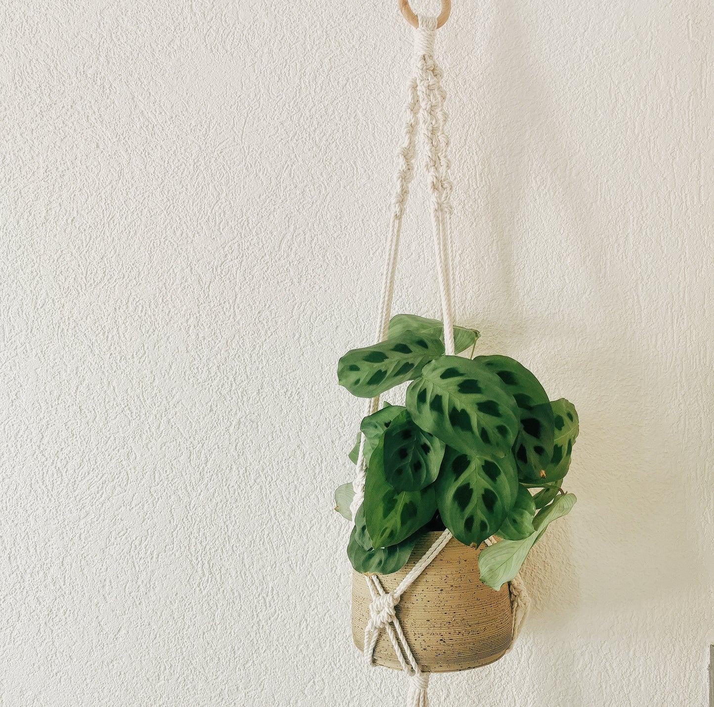 Plant hanger EMILE
