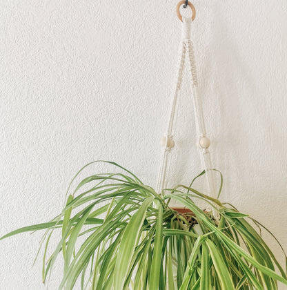 Plant hanger CLOVIS