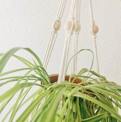 Plant hanger CLOVIS
