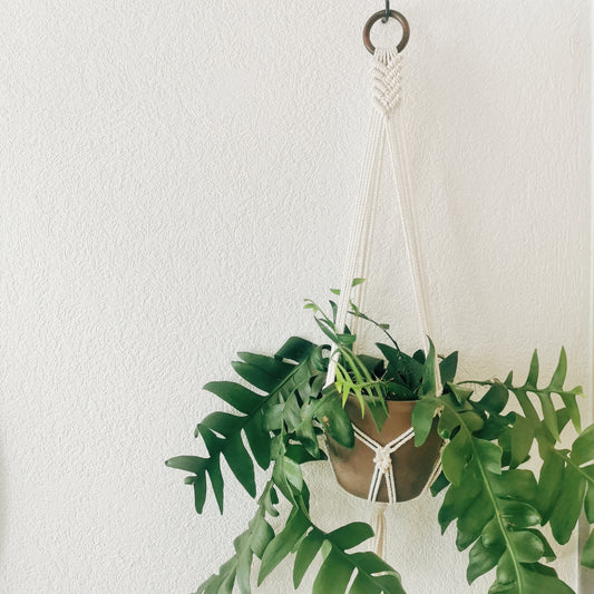 Plant hanger DOUGLAS